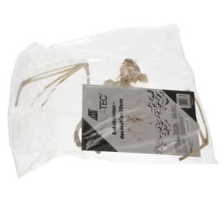 Okostje netopirja - 30 cm