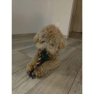 Božično darilo za psa - igrače