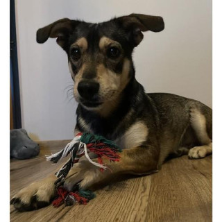 Božično darilo za psa - igrače