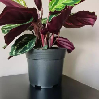 Sadilnik za rastline - 500 kos