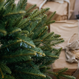 Premium smreka v loncu - 110 cm