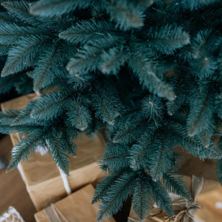 Debela božična jelka Sibirska smreka - 150 cm
