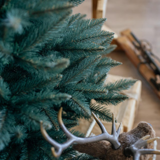 Debela božična jelka Sibirska smreka - 150 cm
