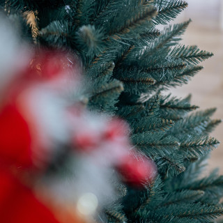 Debela božična jelka Sibirska smreka - 150 cm