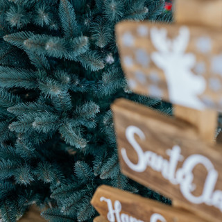 Debela božična jelka Sibirska smreka - 150 cm
