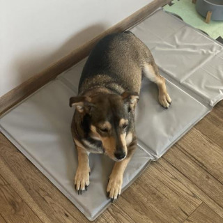 Hladilna siva podloga za živali 90x50 cm