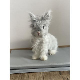 Hladilna siva podloga za živali 90x50 cm