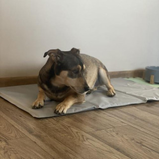 Hladilna siva podloga za živali 90x50 cm