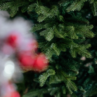 Gosta ekskluzivna smreka za božično drevo - 150 cm -