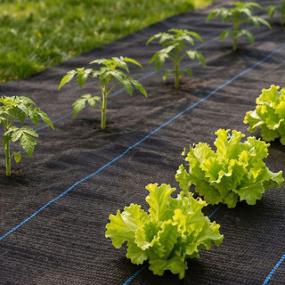 Črni UV agrotekstil proti plevelu 150 g - 1,6 x 50 m